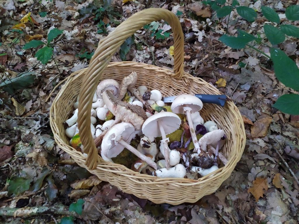 Panier champignons