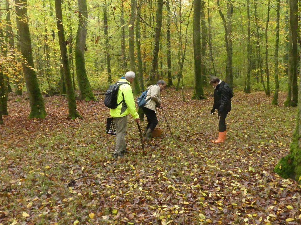 Foret 1